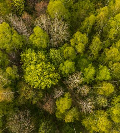 Widok z lotu ptaka na las w klimacie Europie Pólnocnej