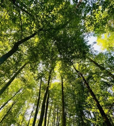 Puszcza Białowieska