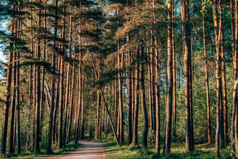 Forest