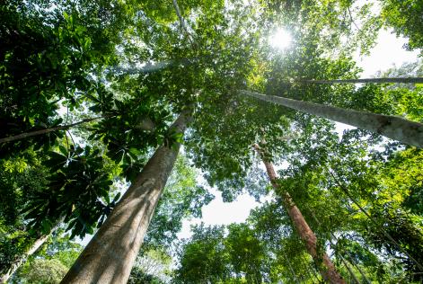 Forests