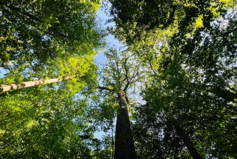 Puszcza Białowieska