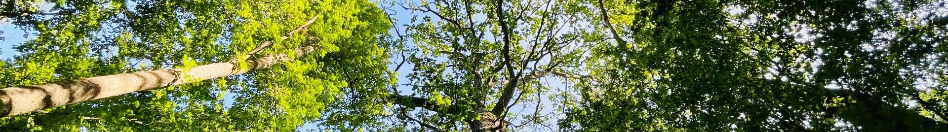 Puszcza Białowieska